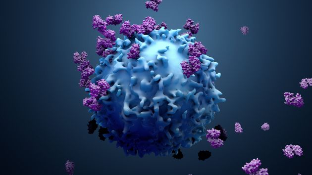 Une cellule pouvant s’attaquer à tous les cancers a été découverte